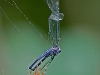 Spider with Prey (Variable Dancer)