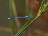 Bluet (male, probably a Northern)
