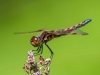 Calico Pennant (maturing male)