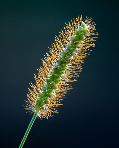 Grass Seedhead