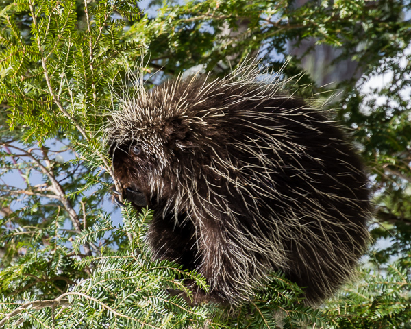 Porcupine Lunchtime #2