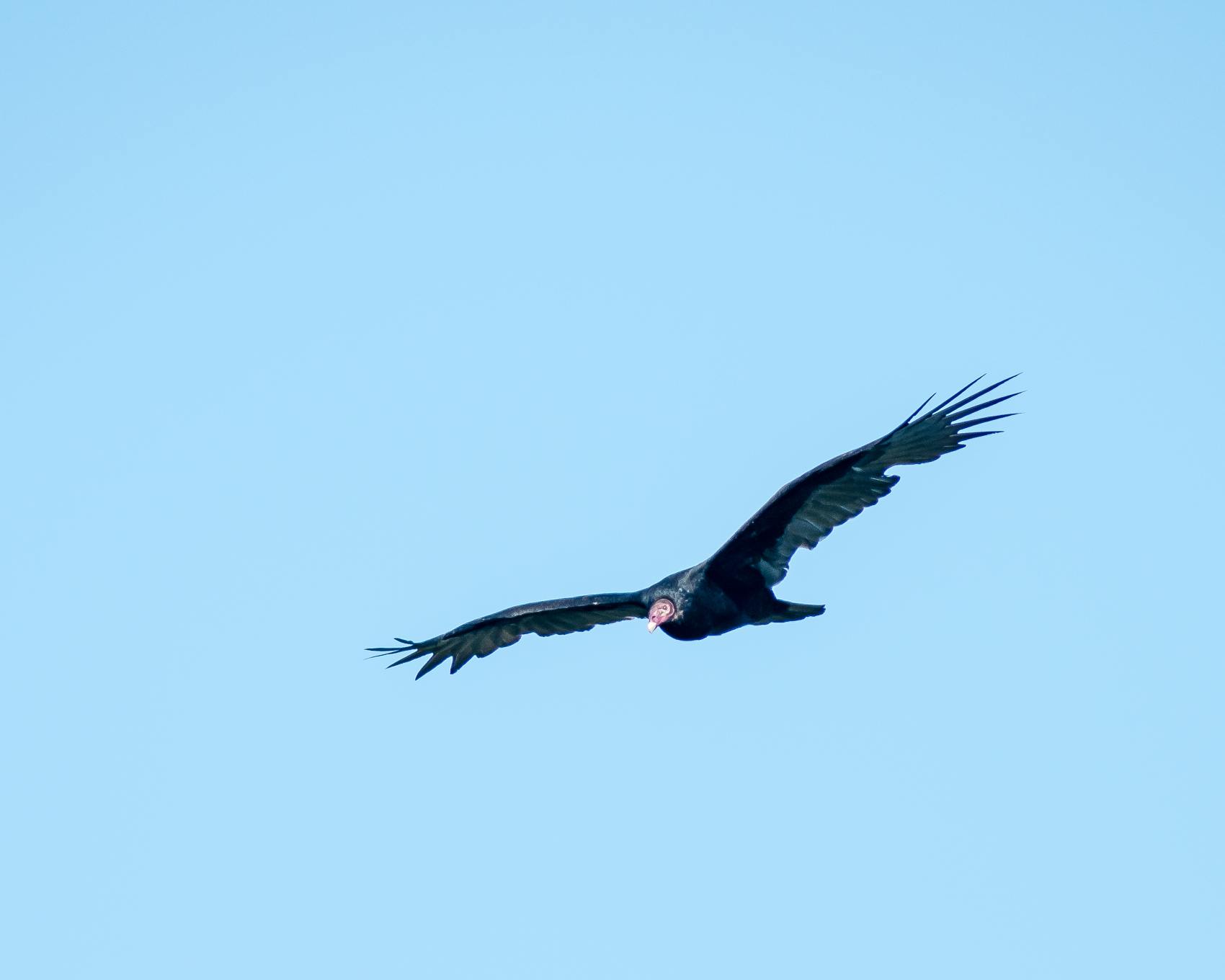 Turkey Vulture #1
