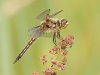 Four-spotted Skimmer (male)