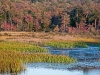 Early Autumn Color at Wetland Edge #3