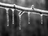 Twig Under Ice