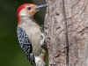 Red-bellied Woodpecker #1