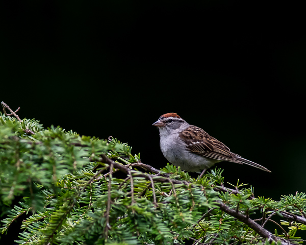 Chipping Sparrow (male)