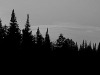 Pine Tree Silhouette (Dummer, NH)