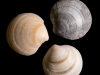 Shells #4