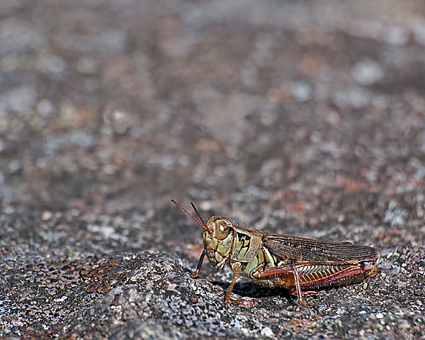 Grasshopper #1