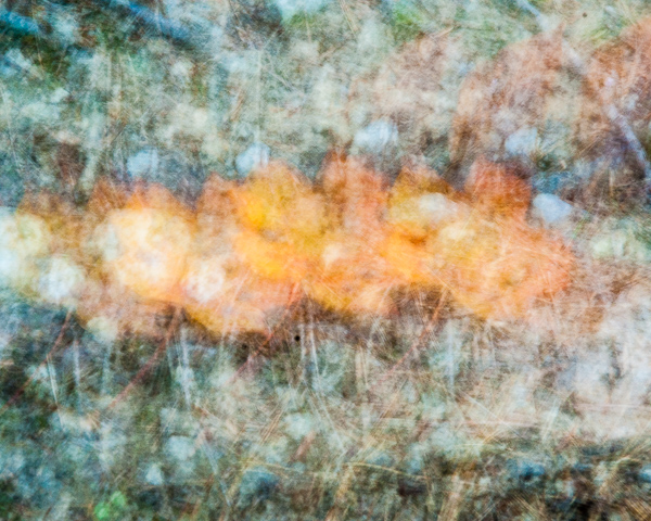 Autumnal Abstract #2