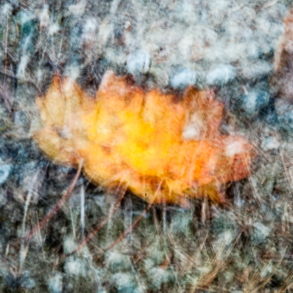 Autumnal Abstract #3