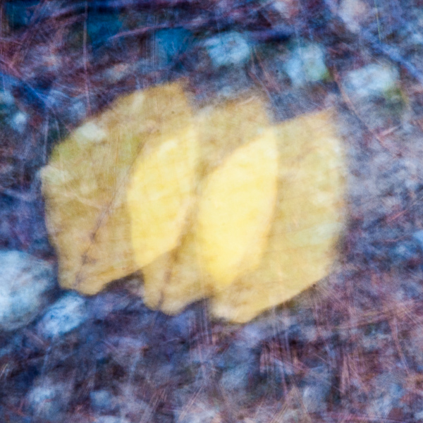 Autumnal Abstract #4