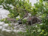 Eastern Kingbird Leaving Nest with Fecal Sac