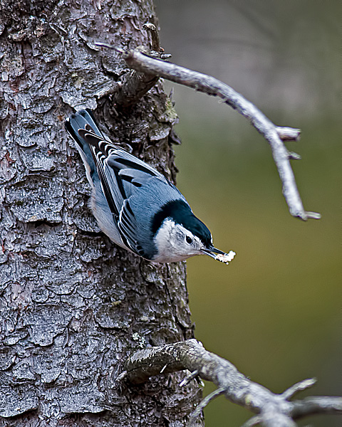 White-breasted Nuthatch #1
