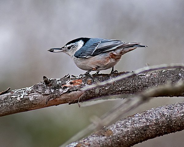 White-breasted Nuthatch #3