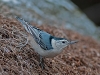 White-breasted Nuthatch #4