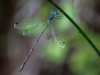 Spreadwing (Common, Southern, Sweetflag?)