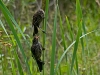 Sibling Rivalry (immature red-winged blackbirds)