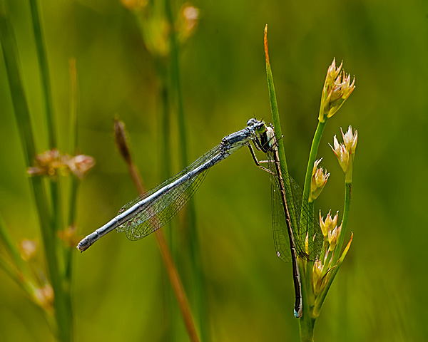 Eastern Forktail (female) with Prey