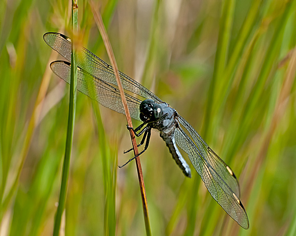 Spangled Skimmer (male)
