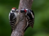 Downy Woodpeckers (adult male on right, feeding male juvenile) #2