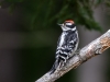 Downy Woodpecker (juvenile male)