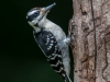 Hairy Woodpecker (juvenile male)