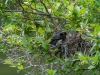 Eastern Kingbird Feeding Sequence, 3 of 5