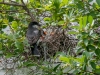 Eastern Kingbird at Nest -- Feeding Time
