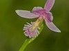 Rose Pogonia (Pogonia ophioglossoides)