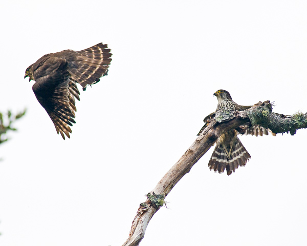 Merlin Pair with Prey (less than 1 second later)