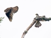 Merlin Pair with Prey (less than 1 second later)