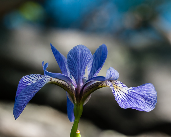 Blue Flag Iris (iris versicolor)