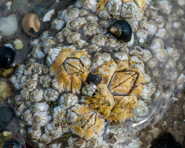 Barnacles and Periwinkles on Harbor Island, ME