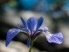 Blue Flag Iris (iris versicolor)