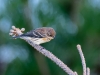 Yellow-rumped Warbler #1