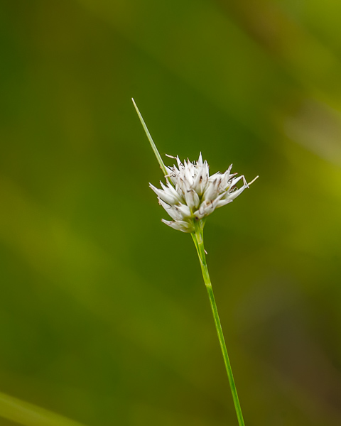 White beaksedge (Rhynchospora alba)