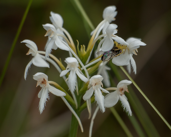 Northern White-fringed Orchid (Platanthera blephariglottis)