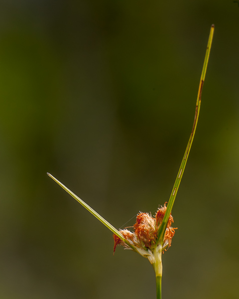 Tawny Cottonsedge (Eriophorum virginicum)