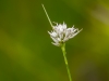 White beaksedge (Rhynchospora alba)