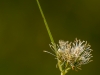 Cottonsedge sp. (Eriophorum sp) ?