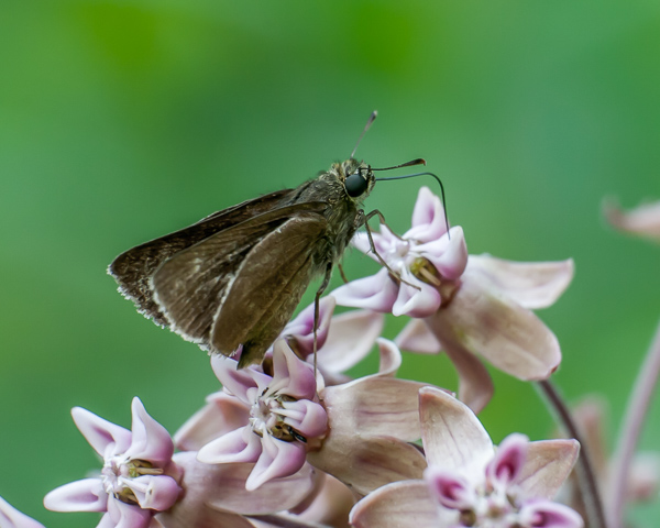 Moth Nectaring on Milkweed