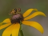 Bee on Flower #1
