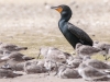 Double-Crested Cormorant with Willets