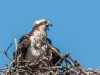 Osprey on Nest