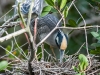 Yellow-crowned Night Heron Building Nest