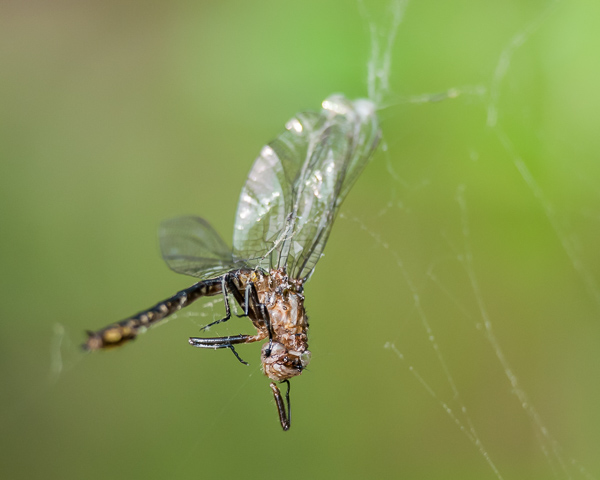 Dragonfly Entangled in Spiderweb #5