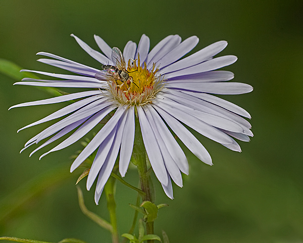 Fly on Aster