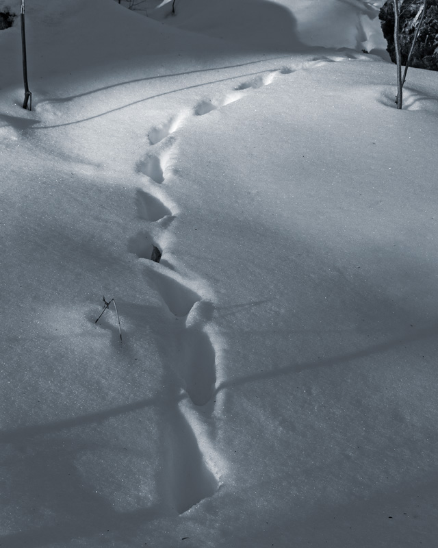 Grouse Tracks in the Snow